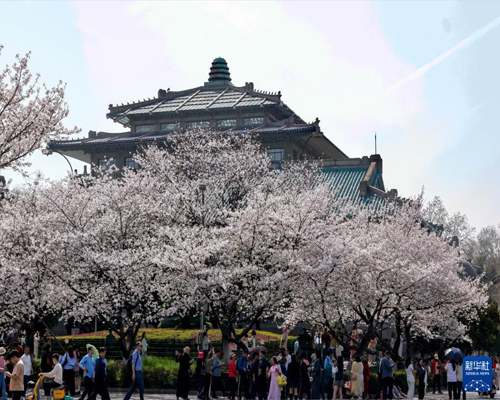   校園賞花季——書(shū)香伴花香 共賞好春光